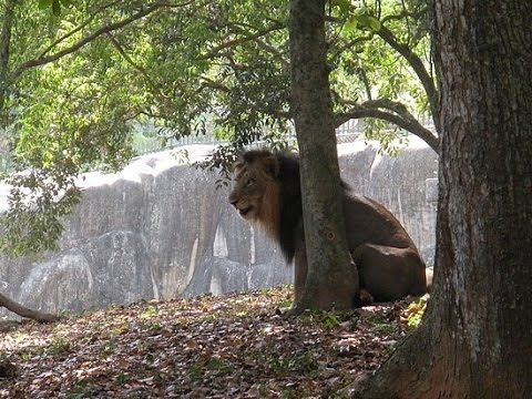 Thiruvananthapuram Zoo holiday packages.